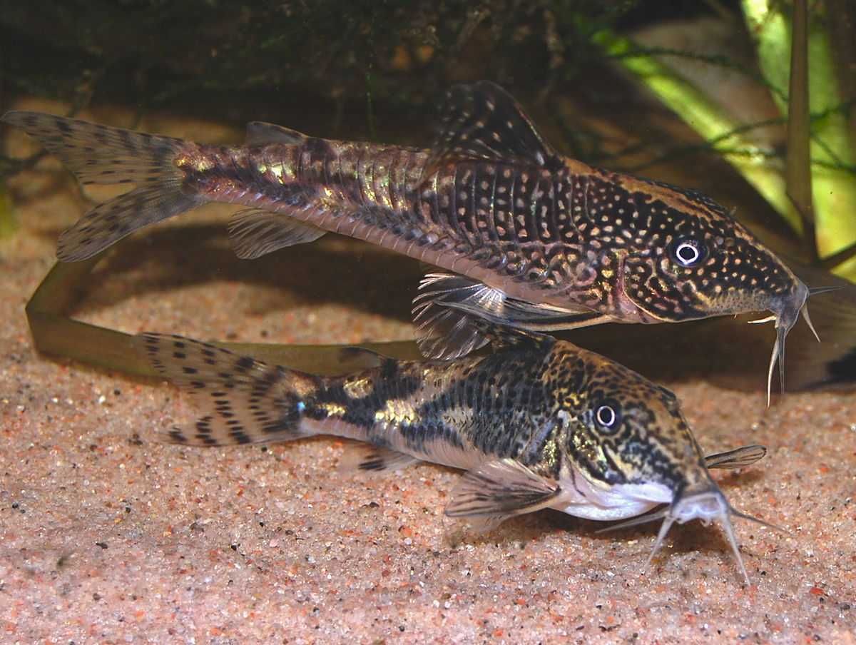 Kirysek brodaty - Kirys czaprakowy - Scleromystax barbatus - dowozimy