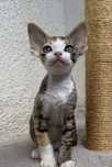 Kotka devon rex FPL