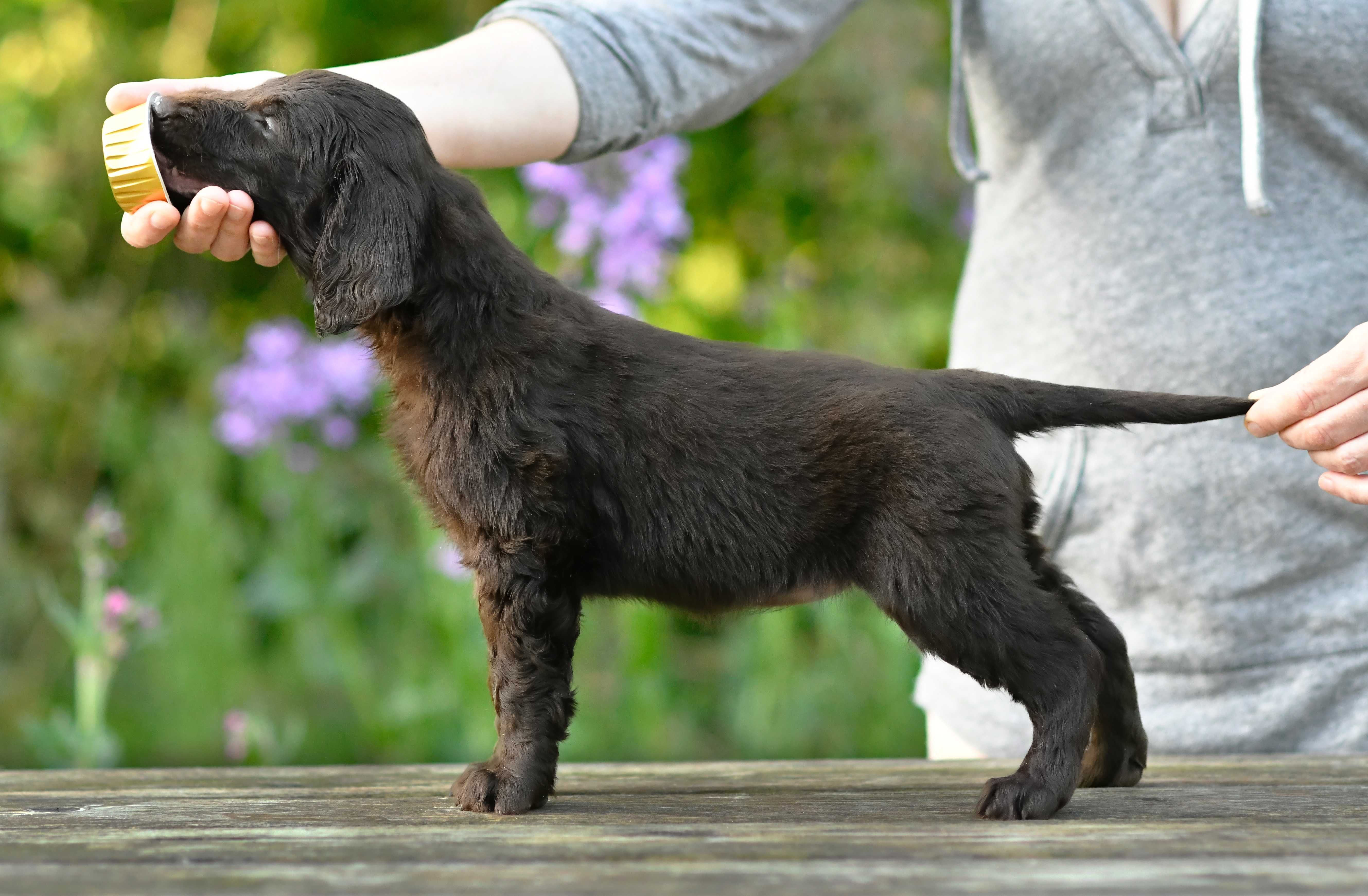 Flat-Coated Retriever-wątrobiana suczka