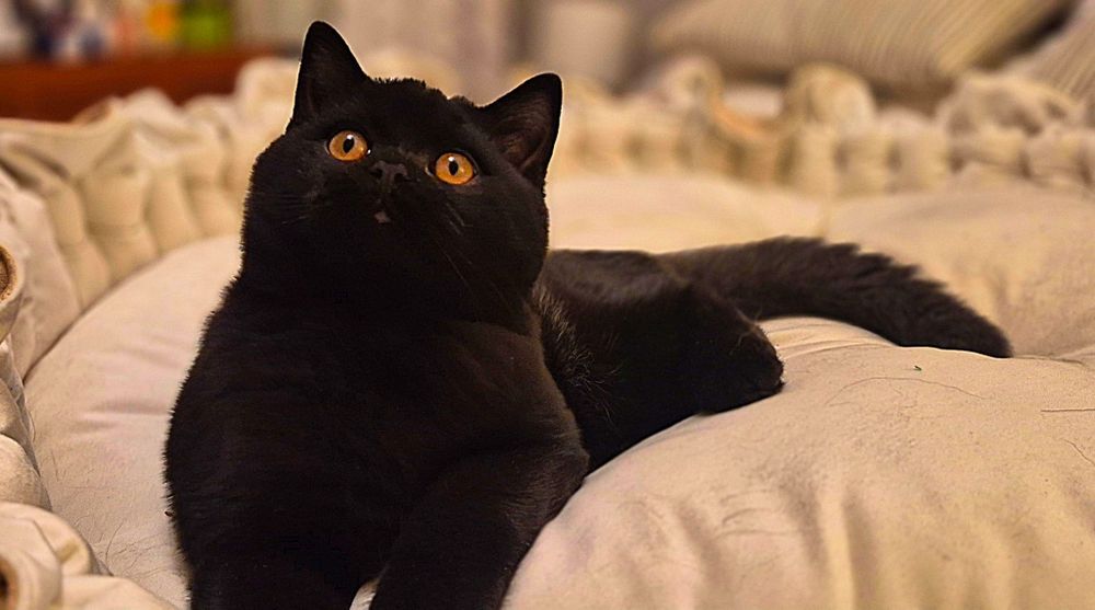 Kot brytyjski krótkowłosy rasowy