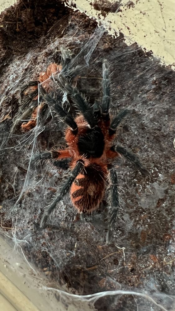Davus sp Panama samica