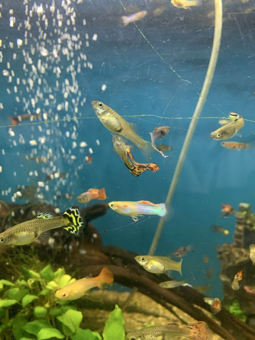 Rybka gupik  pawie oczko