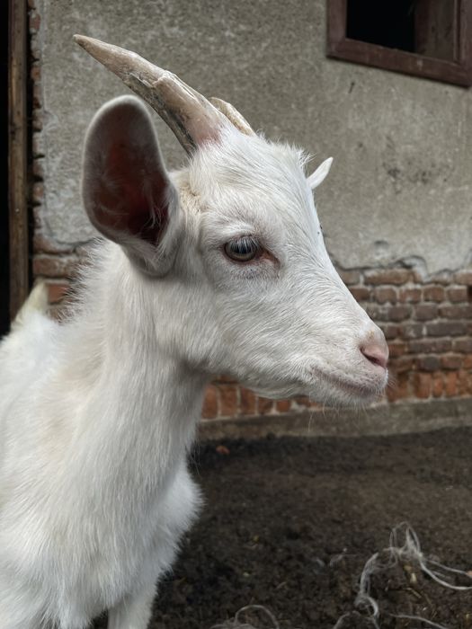 Чистокровний Зааненський козлик, козел