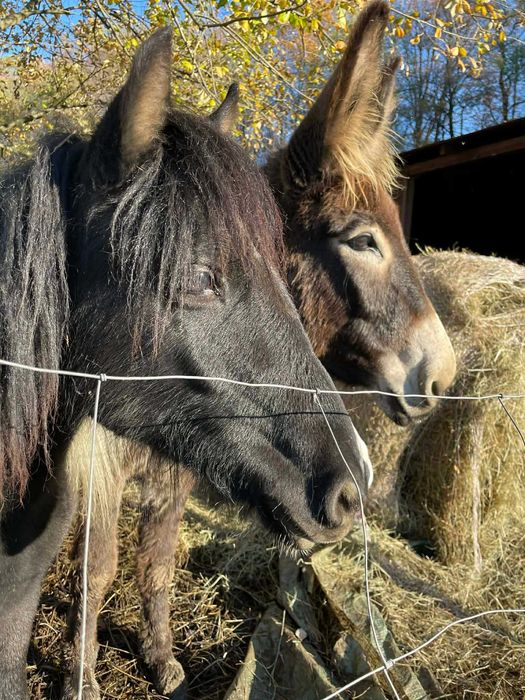 Przepiękna klacz srokata tinker z kucem walijskim