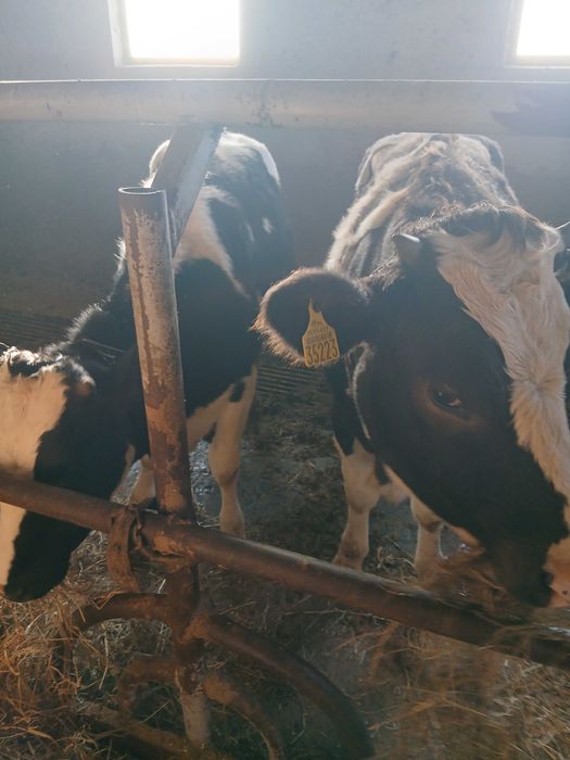 Jalowki. Do dalszej chodowli