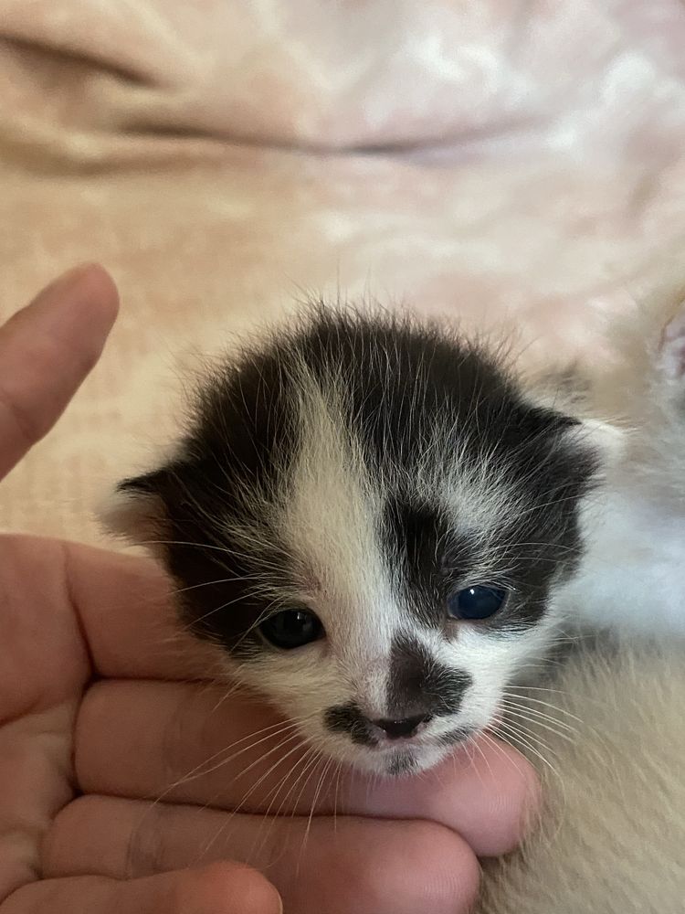 Кошенята шукають люблячі сімʼї