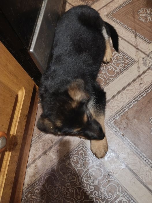 Продам щенка немецкой овчарки