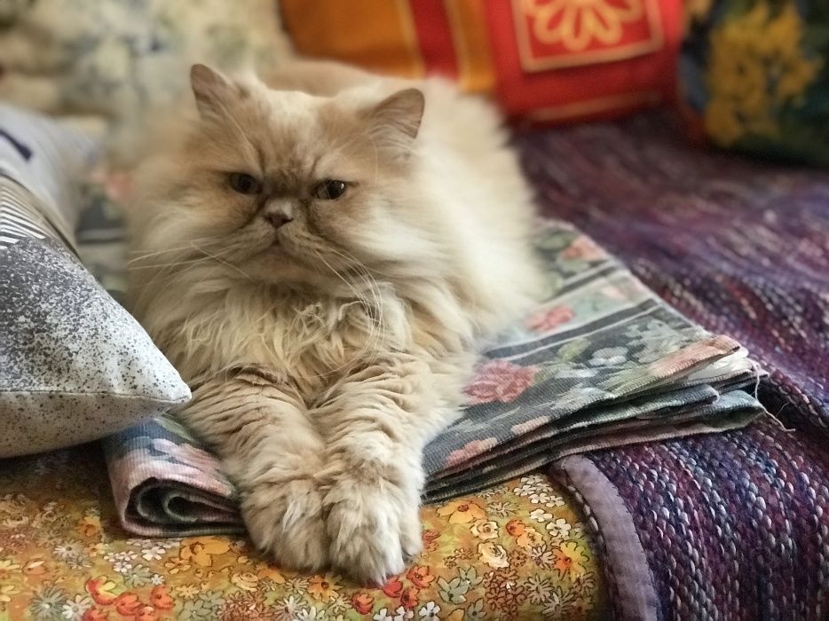 В'язка, чистокровний персидський кіт