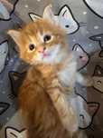 Koteczka Maine Coon