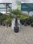 Trachycarpus Fortunei – Palma Ogrodowa Mrozoodporna