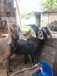 Trzy kozy anglonubijskie plus kozioł