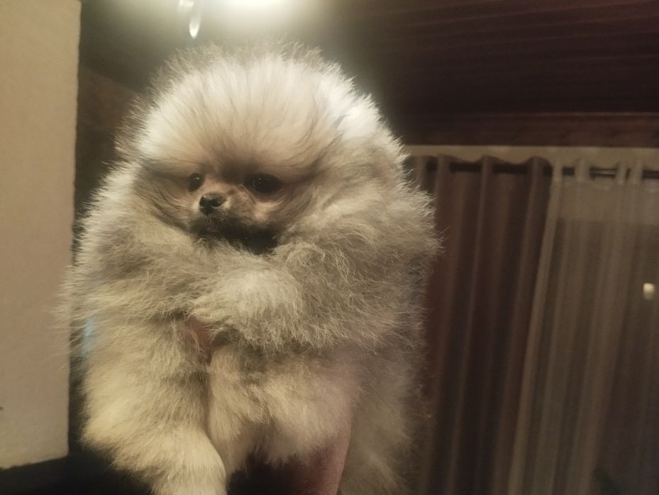 Spitz fêmea muito bonita com lop