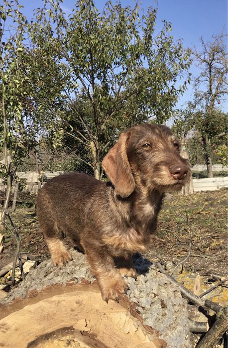 Жорсткошерстна такса  стандартна цуценята