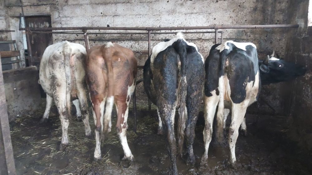 Jałówki wysokocielne