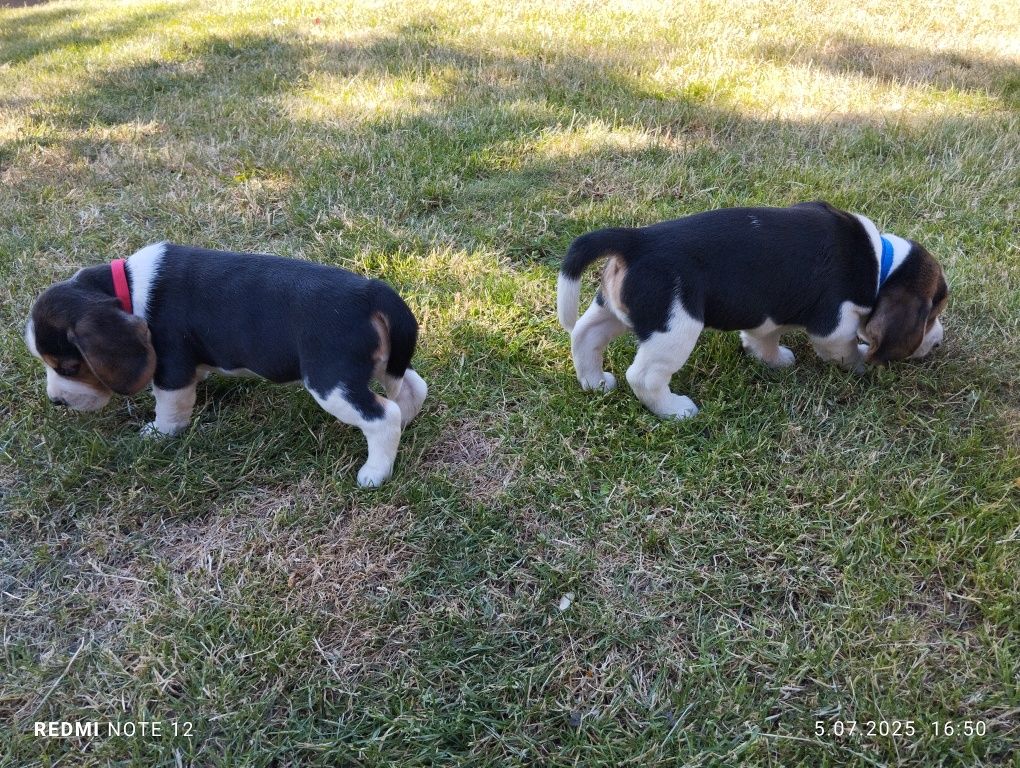 Piękny Beagle Szczeniak