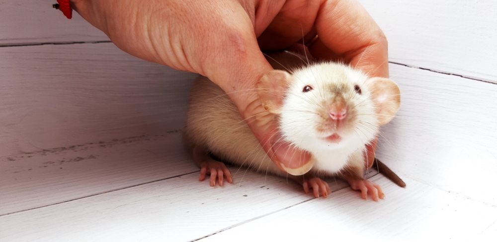 Крыски,крысы,крысята дамбо рекс с красными глазами  и клетки