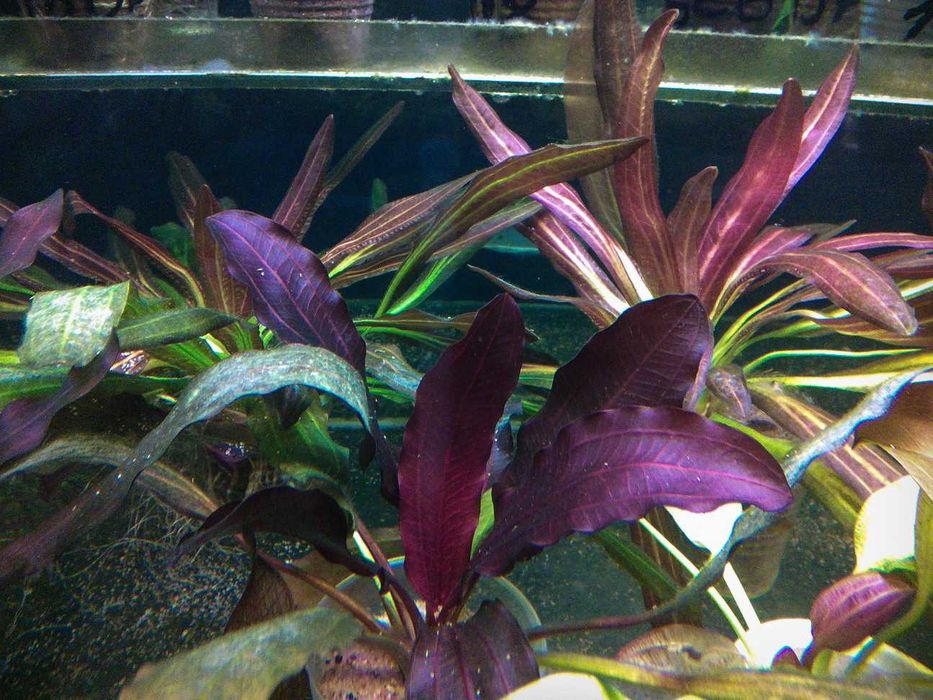 Эхинодорус, нимфея тигровая, криптокорина, папоротник, растения разные