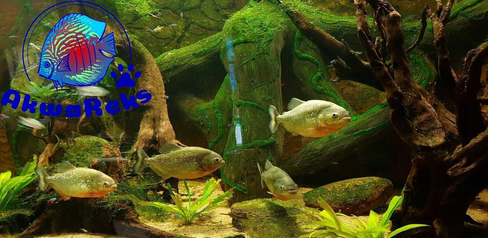 L134 Peckoltia Compta -glonojad -Rarytas -dzika ryba 7-8cm AKWAREKS
