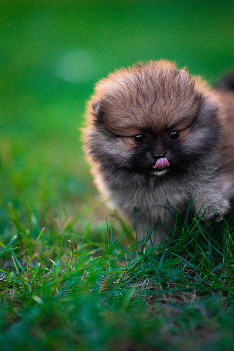 Piesek pomeranian szpic miniaturowy