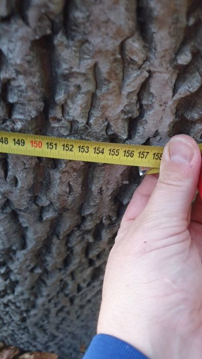 Oddam za wycinkę dwa drzewa:  jesion i orzech