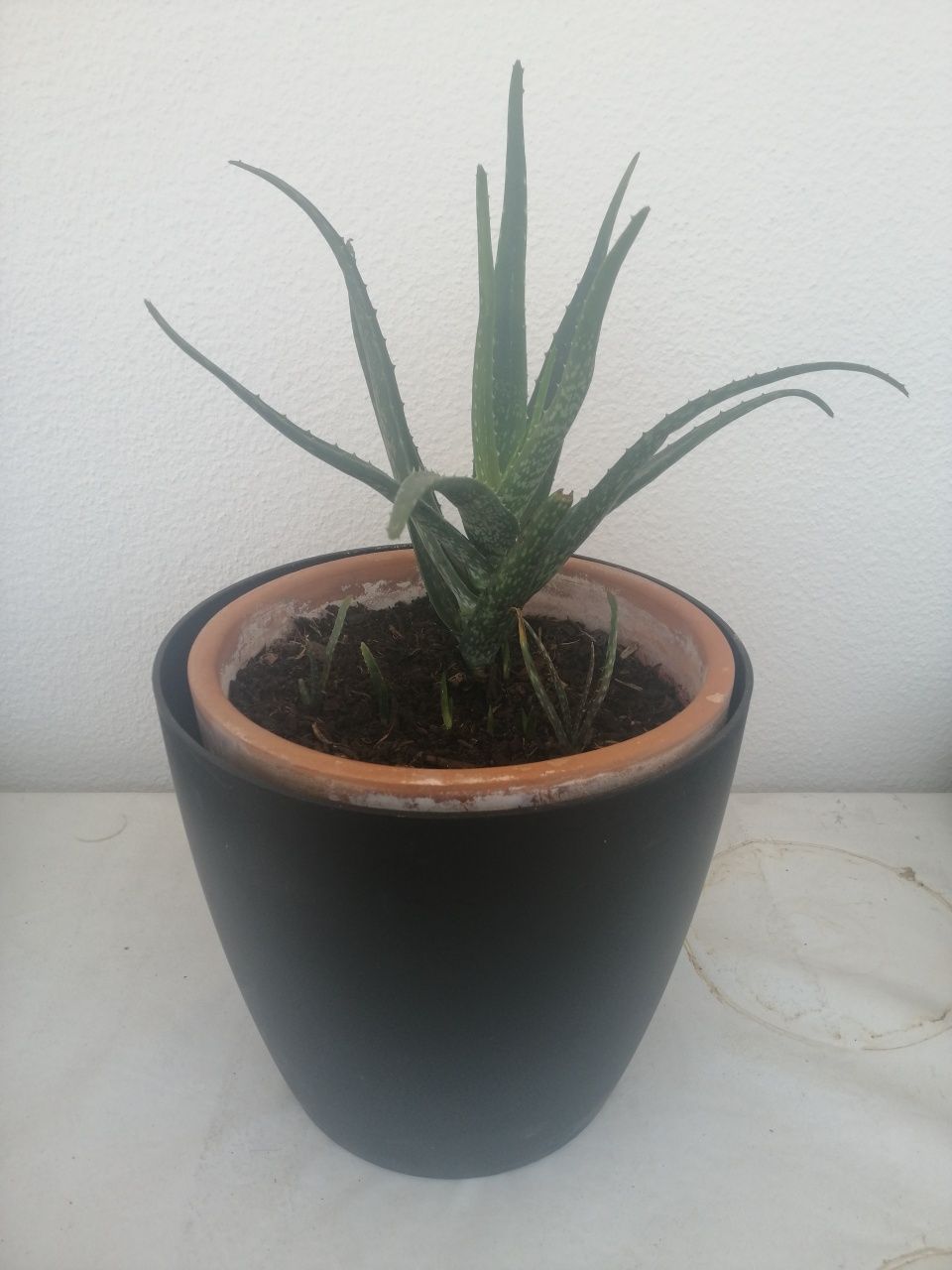 Planta - Aloe Vera com 30 cms de altura