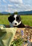 Szczenię Border Collie - Suczka - ZKwP FCI