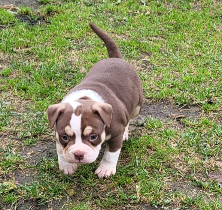 American bully  pocket