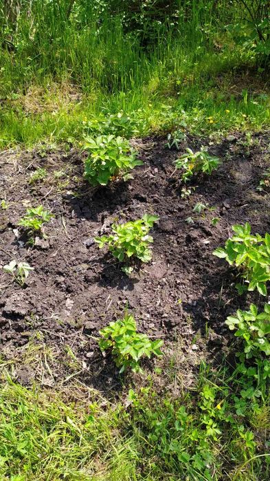 Саджанці  суниці