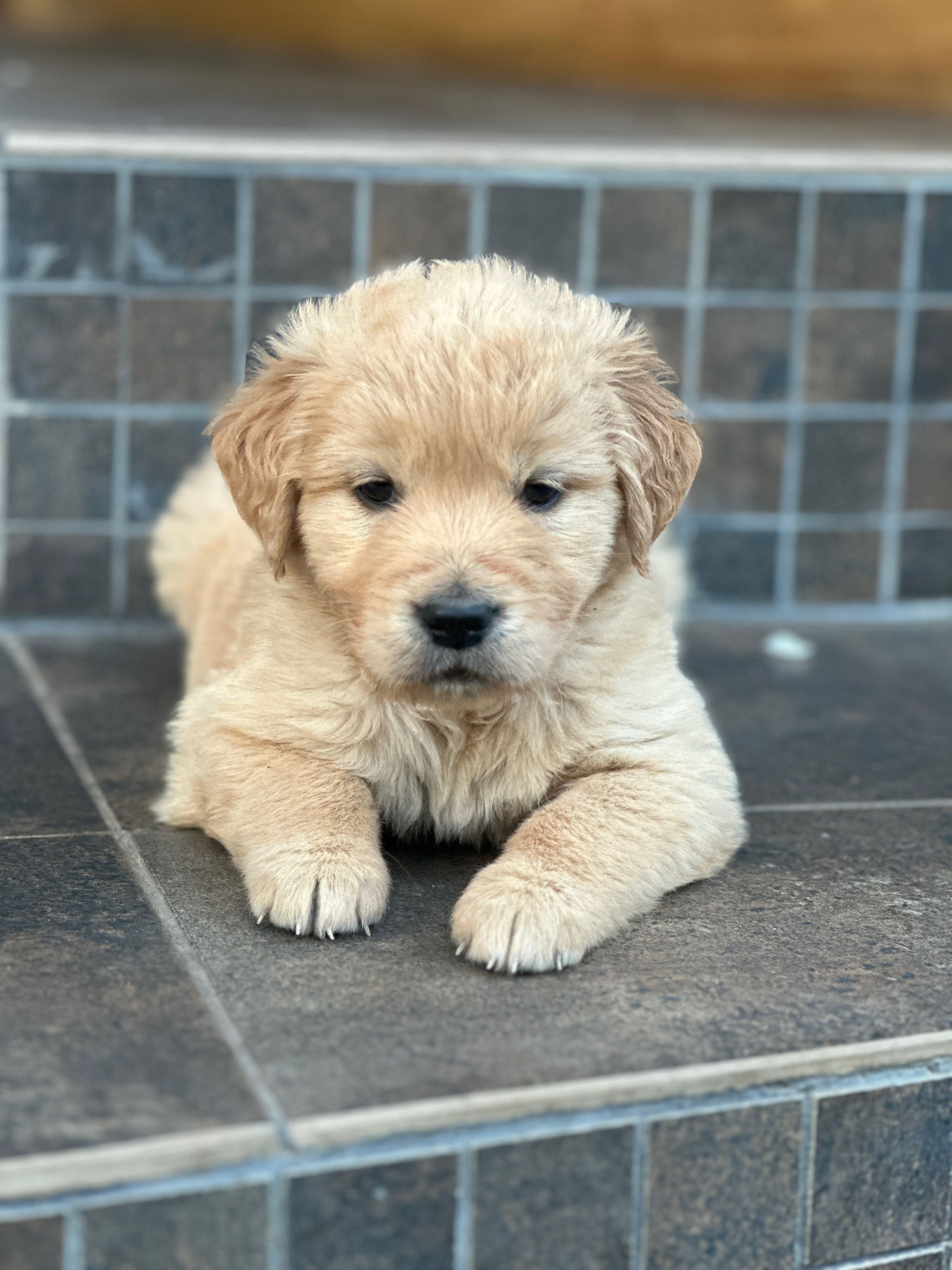 Продаються цуценята GOLDEN RETRIEVER