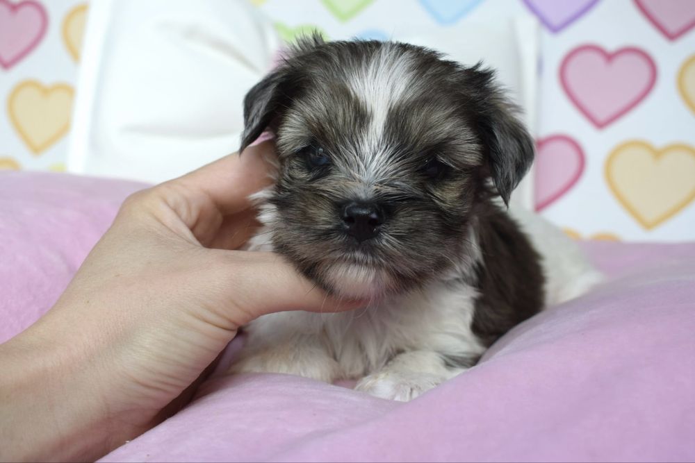 Biewer Terrier Blueberry cudny maluszek merle