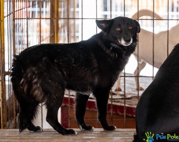 Młoda sunia FAJERWERKA szuka domku!