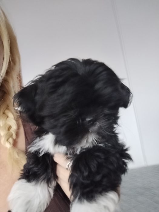 Piesek shih TZU.