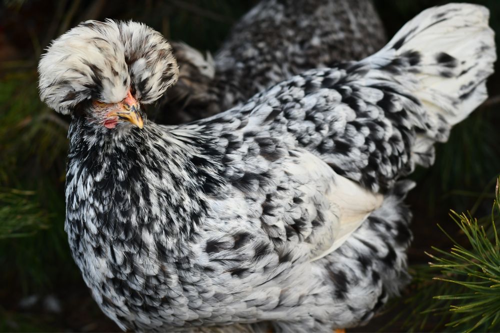 Jajka lęgowe mix  wyandotte czubatka staropolska marans barnevelder