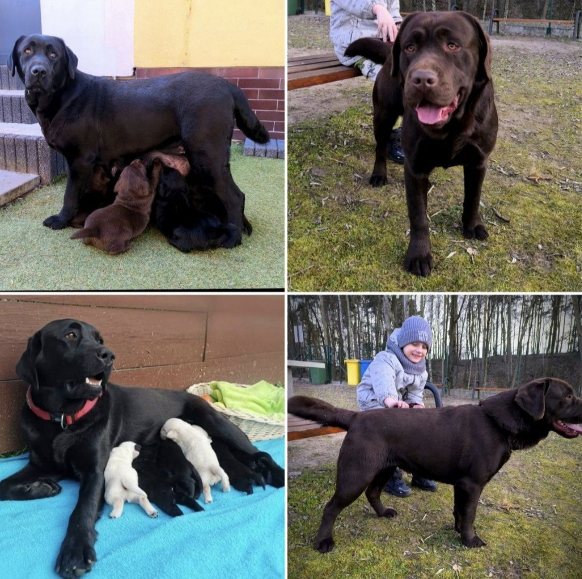 Labrador Retriever czarny pies Sid gotowy do odbioru