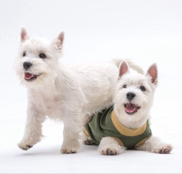 Щенки вест хайленд уайт терьер