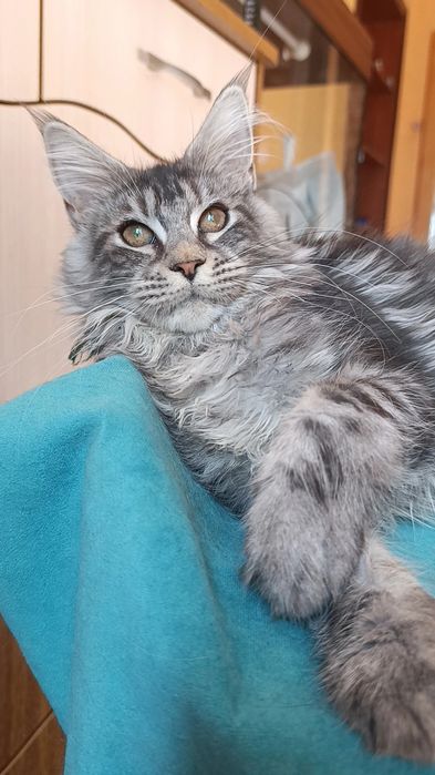 Кошечка породы Мейн Кун