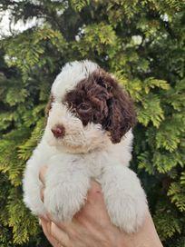 Lagotto Romagnolo - szczenię