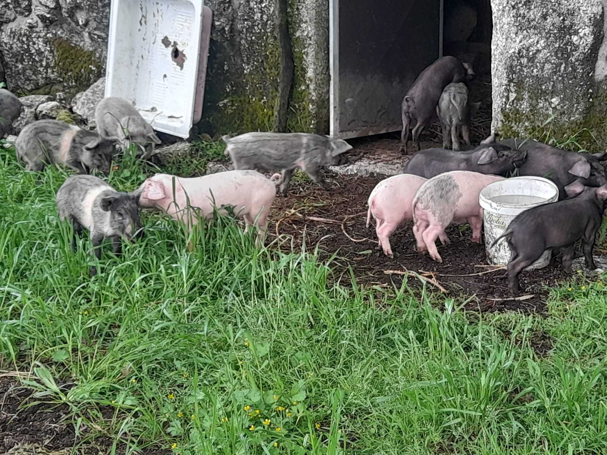 Leitões para venda