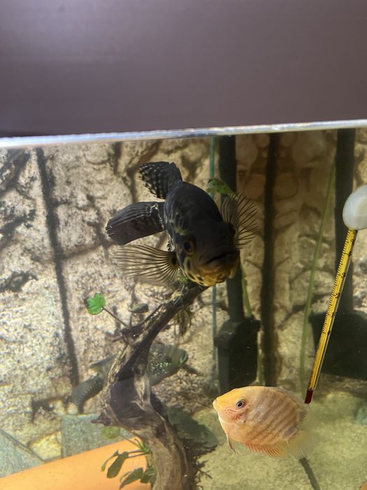 Parachromis managuensis Pielęgnica managuańska