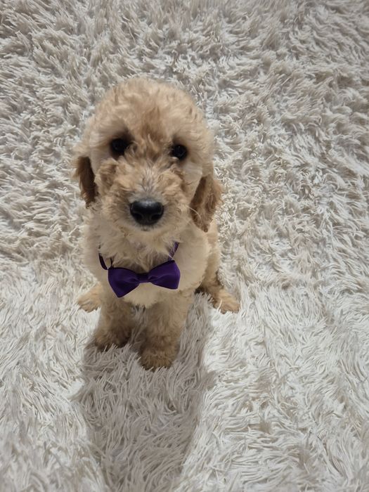 Goldendoodle f1b standard