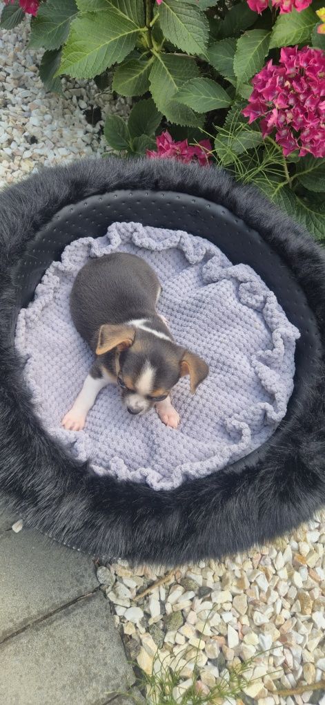 Piękny chłopczyk chihuahua krótkowłosy