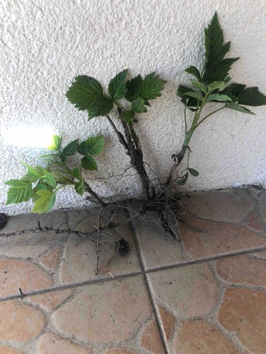 Саджанці малини, сорт Моравілла, ремонтантний, високоврожайний.