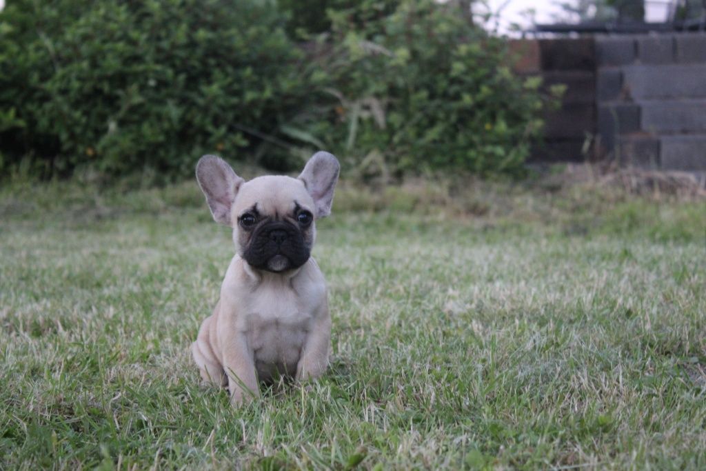 Buldog francuski  - REBEKA