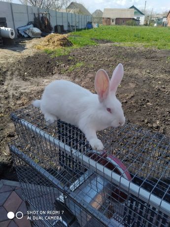 Продам кролі термонська біла