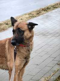 Rossa - suczka w typie owczarka belgijskiego Malinois