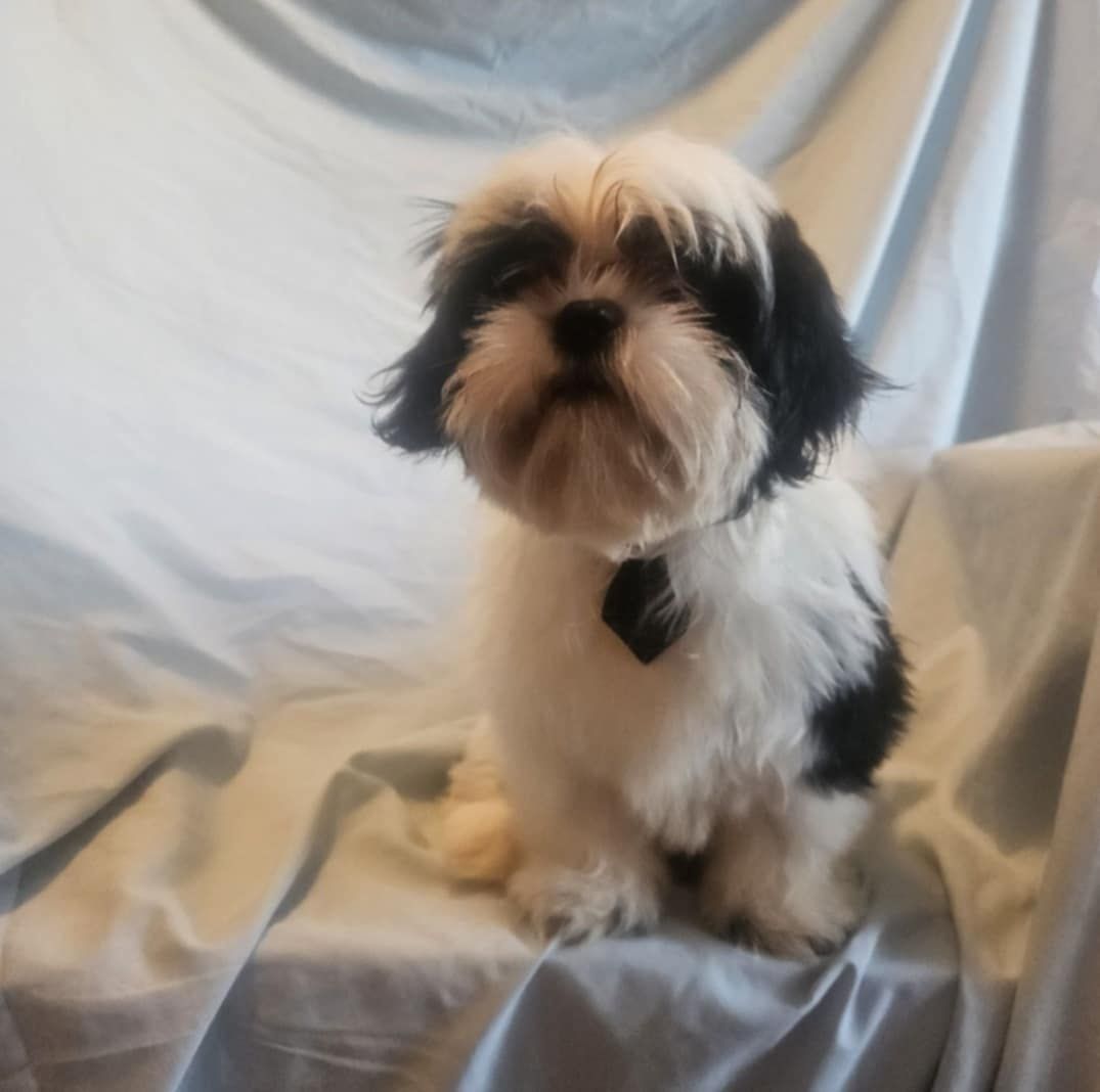 Szczeniak shiz-tzu