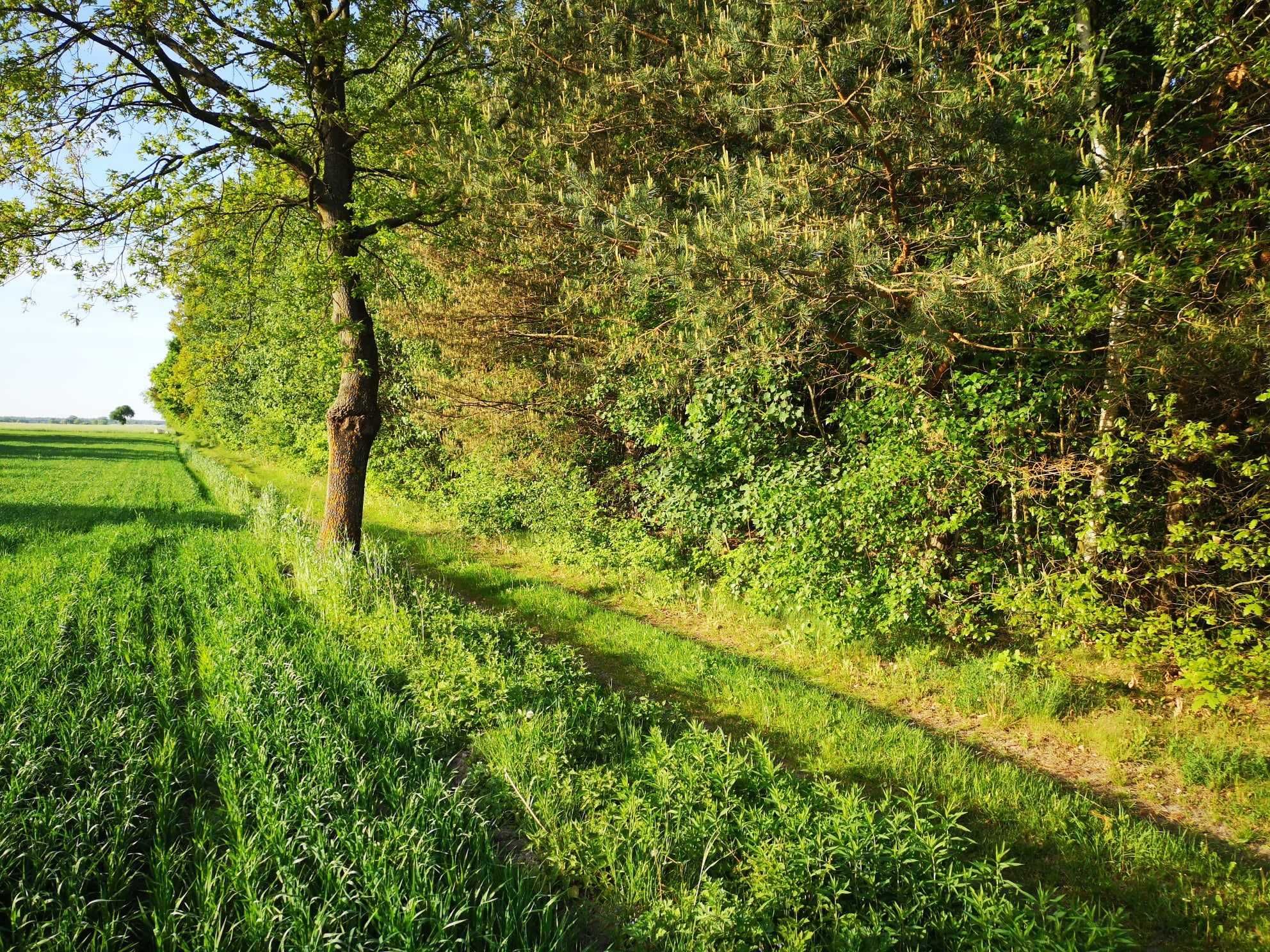 Sprzedam działkę  rolną z lasem