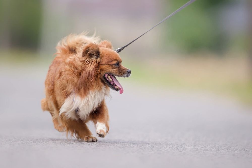 Maly rozbrykany Boguś czeka na dom