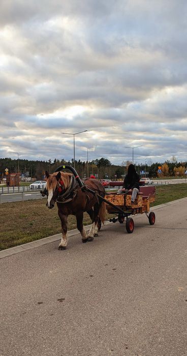 klacz zimnokrwista zaprzegana!