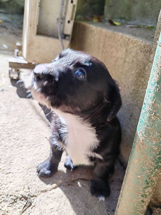 cachorrinhos de companhia para adopção responsável